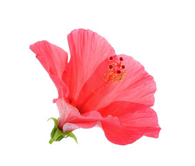 Red Hibiscus flower on the white background