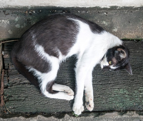 Fototapeta premium Young adult cat lay on floor