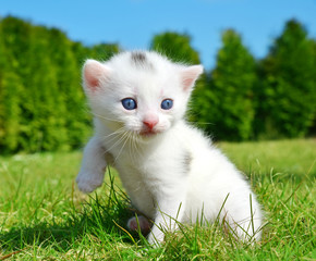 Small white kitten in the grass.