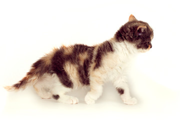 Kitten Selkirk Rex tricolor light gray background, cute pet for