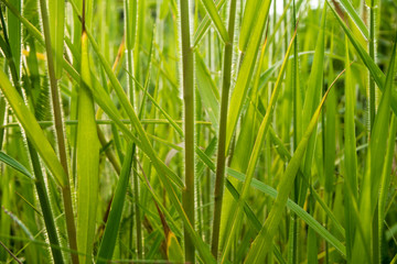 Freshness grass blade in the countryside