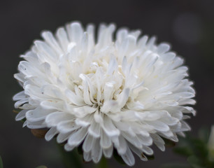 white asters flowers on a background of green garden pink asters flowers on a background of green garden