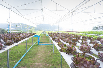 Red oak in the Hydroponics Vegetable Farm