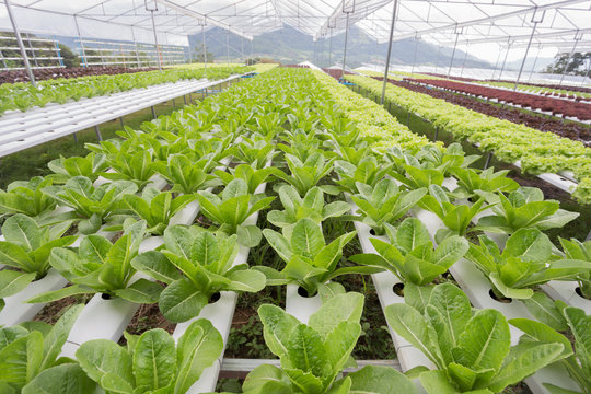 Hydroponics method of growing plants using mineral nutrient solutions in water,.  lattuce salad plant growing in greenhouse.