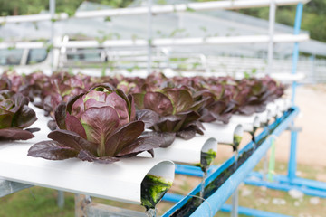 Red oak in the Hydroponics Vegetable Farm