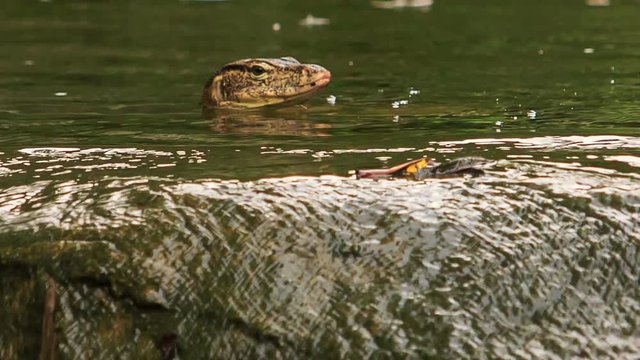 Varanus Swims in Pond by Stony Bank in Park