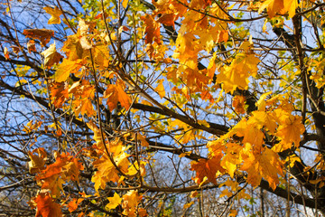 Autumn maple leaves on a branch