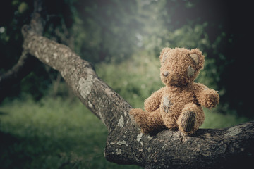 Teddy Bear  alone on tree in the park