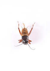 isolated cricket