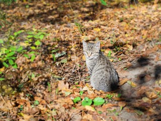 a small kitten in the street homeless