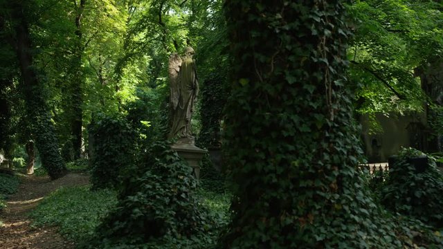 Moving shot from looking to the forest above to vine covered headstones and statues in a cemetery. Prague, Czech Republic. 4k.
