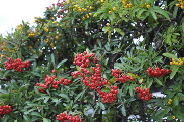 Obraz premium ピラカンサ 赤い実 木