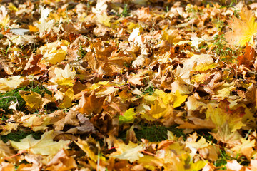 Autumn fallen leaves on the grass. Selective focus. Autumn background/