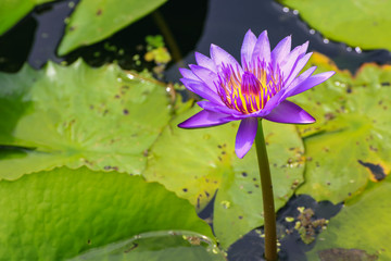 lotus flower