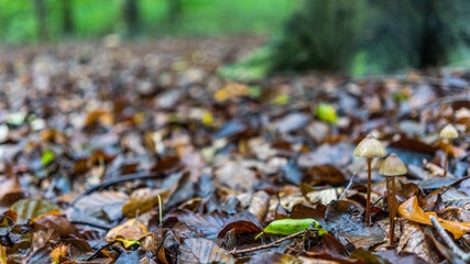 Pilze auf herbstlichem Waldboden, bedeckt mit Herbstblätter