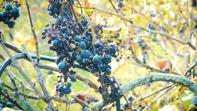 alter weingarten im herbstlicht mit blauen weintrauben