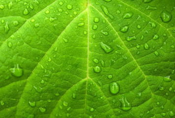 Water drops on green leaf