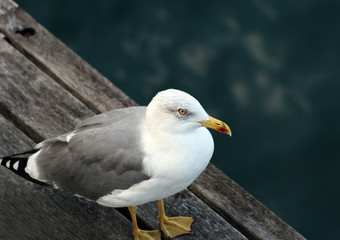 Segull on the dock