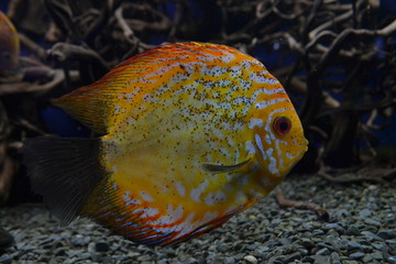 fish