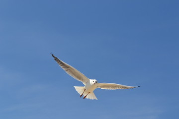 gull