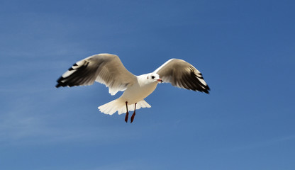 gull