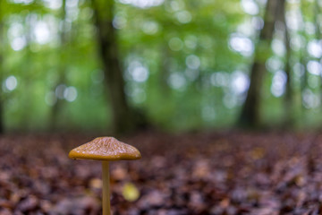 Pilz auf herbstlichem Waldboden, bedeckt mit Herbstblätter 