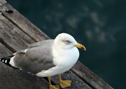 Segull on the dock