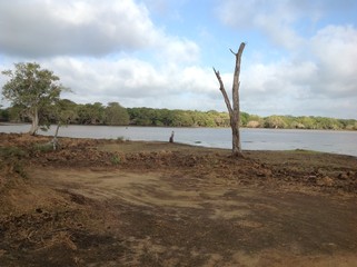 Lake in Forest