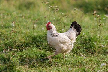 white chicken on the grass