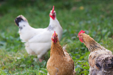 Portrait of a chicken