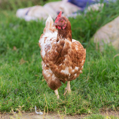 brown chicken on the grass