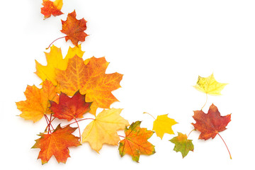 Bright autumn leaves of maple and sycamore on a white background. Frame. Blank.