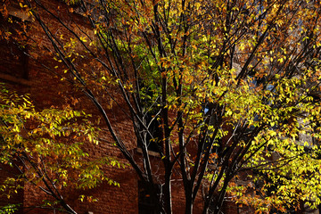 ニューヨークの秋