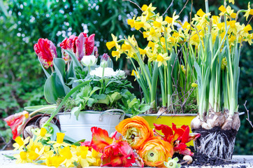 Frühlingserwachen: Frühlingszeit ist Pflanzest: Eintopfen von Frühlingsblumen im Garten und auf dem Balkon :)