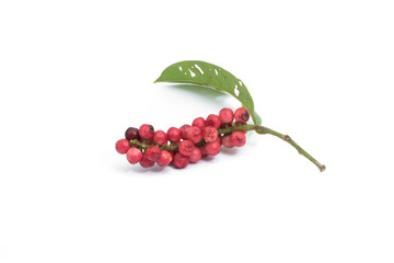 Antidesma thwaitesianum isolated on white background