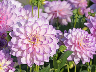 Obraz premium Dahlien, Dahlias