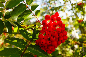 Eberesche mit roten Beeren