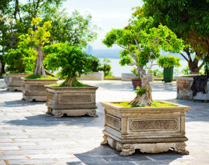 Scenic green Bonsai trees growing in pots outdoors