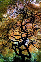 Twisted Japanese Maple Trees with Vibrant Fall Color Leaves