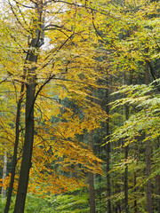 Fototapeta na wymiar Herbstlich gefärbter Wald, Deutschland