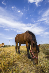 The grasslands of a horse in the autumn