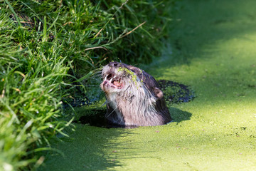 Close-up of an otter eating special food