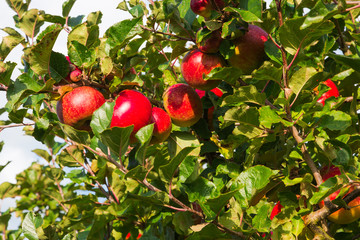 Apple on trees in orchard