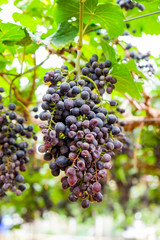 Grape bunch in vineyard