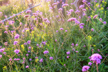 Verbena purple flower sunshine in garden at sunset
