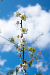 Obraz premium Chinese plum, Japanese apricot, bloom white flower beautiful on branch with blue sky
