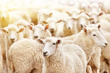 Acrylic prints Sheep Herd of sheep