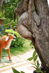 dried wild calabash fruit in between crotch trees