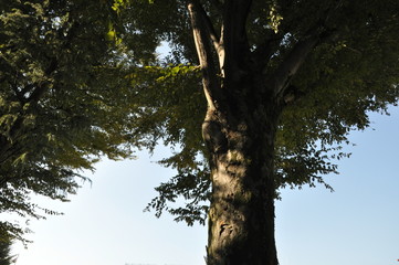 大きな木　枝振り