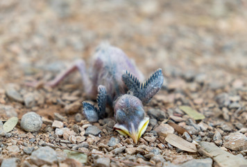 flapper,squab,young bird, sleeping die falling from tree